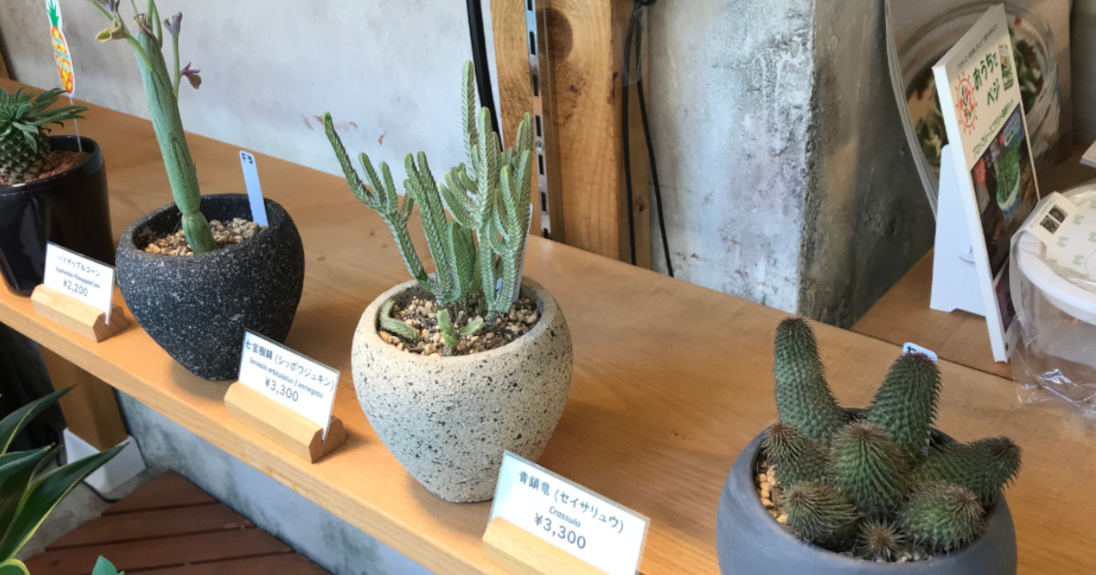 希少 レア品種 多肉植物 クラッスラ 『ネモロサ』 1カット(根っこ有り 