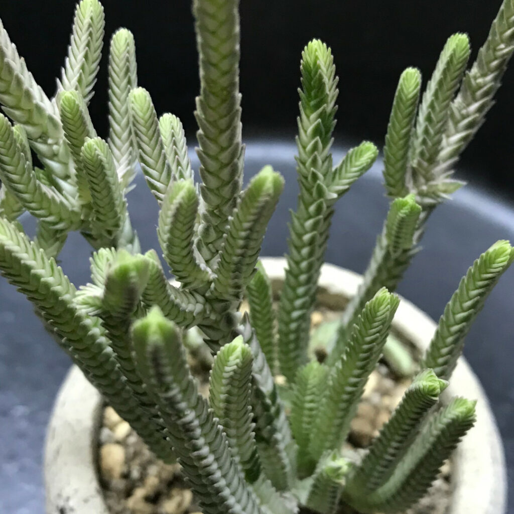 レア多肉植物 | growstorejp.com