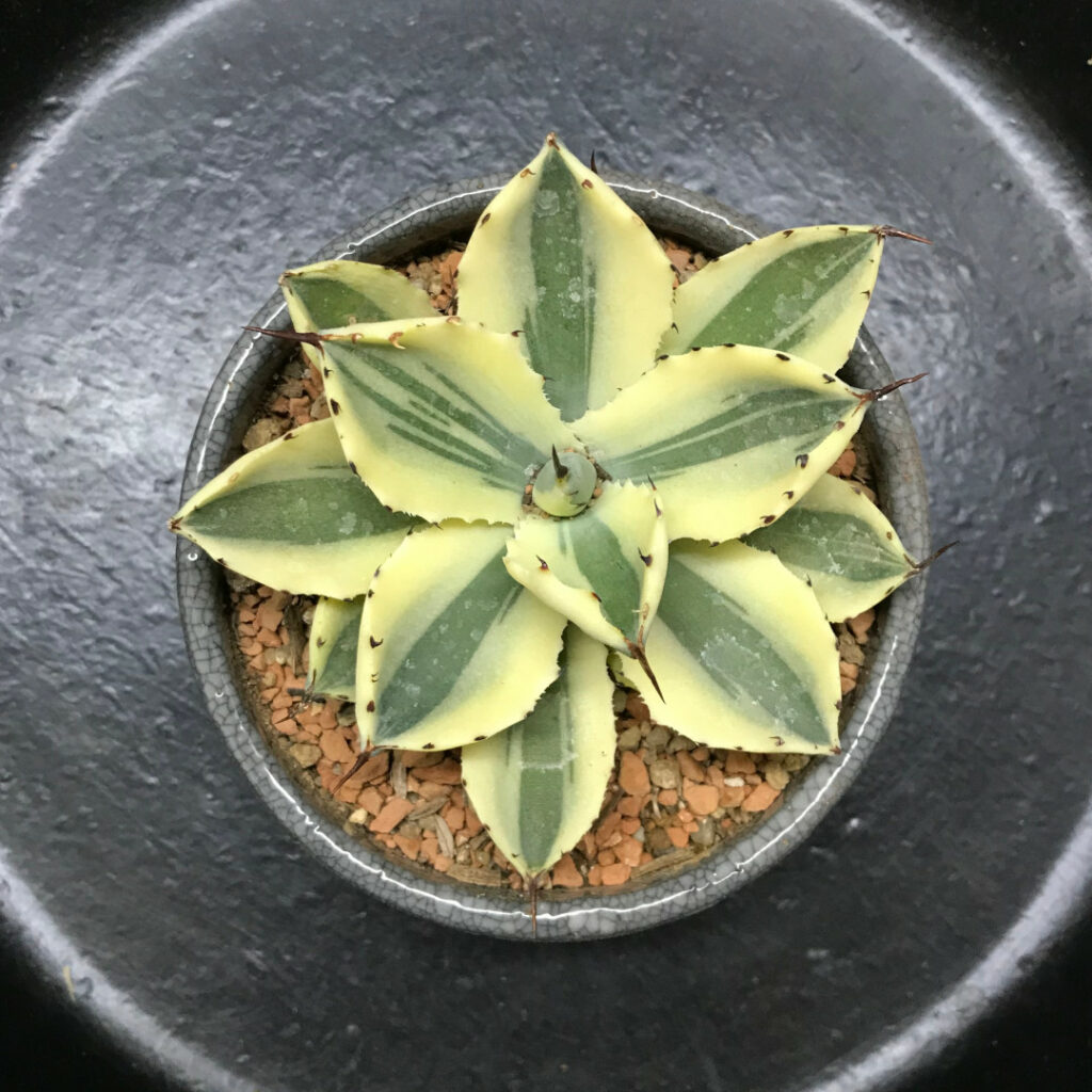 アガベ・スーパークラウン | growstorejp.com