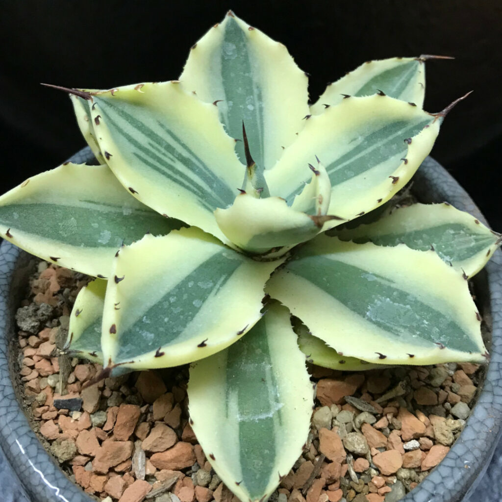 アガベ・スーパークラウン | growstorejp.com